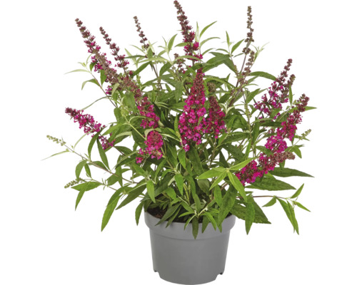 Arbre aux papillons en pot avec fleurs et feuilles