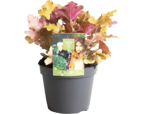 Heuchera Marmelade Pflanze im Topf