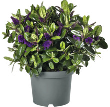 Arbuste Hebe avec des fleurs violettes en pot