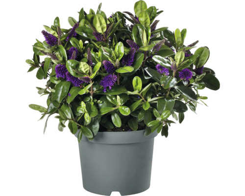 Arbuste Hebe avec des fleurs violettes en pot