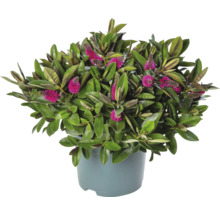 Arbuste Hebe avec des fleurs roses en pot