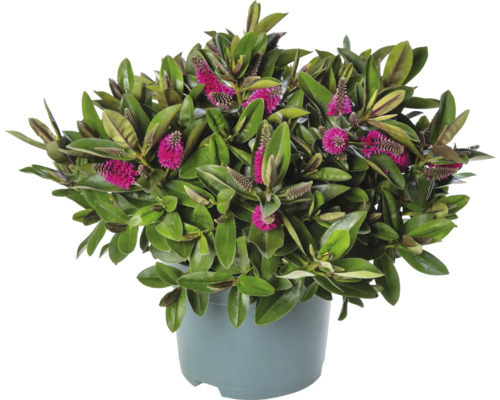 Arbuste Hebe avec des fleurs roses en pot
