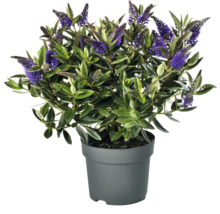 Véronique en pot avec des feuilles vertes et des fleurs violettes