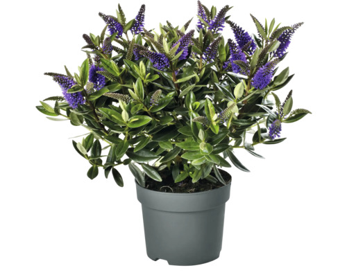Véronique en pot avec des feuilles vertes et des fleurs violettes