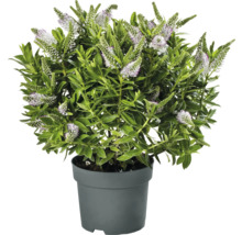 Arbuste Hebe à fleurs blanches en pot