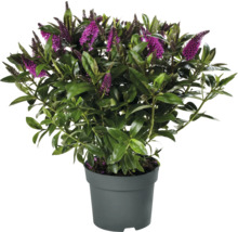 Arbuste Hebe avec fleurs violettes en pot