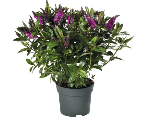 Arbuste Hebe avec fleurs violettes en pot