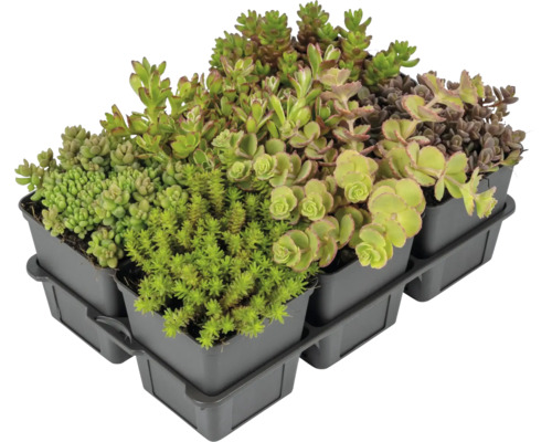 MÉLANGE de sédum h 2-5 cm pot Ø 7 cm lot de 6 MÉLANGE de sédum h 2-5 cm pot Ø 7 cm lot de 6