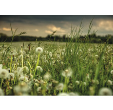 Fototapete Vlies Digitaldruck 363357 Magic Walls Wiese grün 7-tlg. 371 x 265 cm