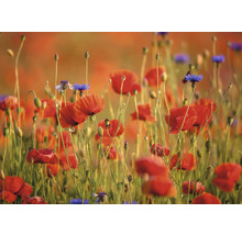 Feld mit Mohnblumen und Kornblumen