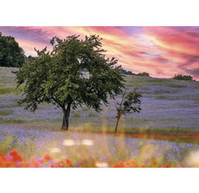 Fototapete Vlies Digitaldruck 363425 Magic Walls Sonne rot 7-tlg. 371 x 265 cm