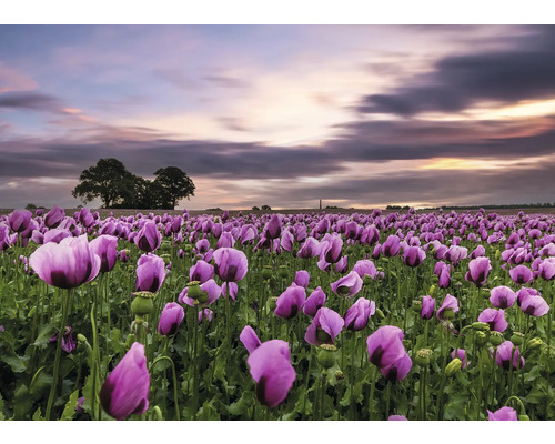 Fototapete Vlies Digitaldruck 363456 Magic Walls Wiese pink 7-tlg. 371 x 265 cm Fototapete Vlies Digitaldruck 363456 Magic Walls Wiese pink 7-tlg. 371 x 265 cm