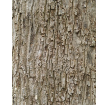 Gros plan de l''écorce d''un arbre