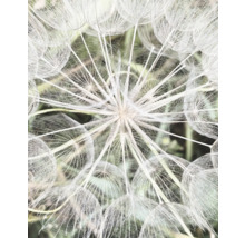 Fototapete Vlies Digitaldruck 364101 Magic Walls Pusteblume 4-tlg. 212 x 265 cm