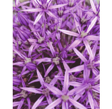 Gros plan de fleurs d''ail d''ornement violettes