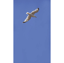 Eine Möwe fliegt vor blauem Himmel.