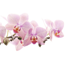 Fototapete Vlies Digitaldruck 838350 Magic Walls Orchideen rosa 8-tlg. 424 x 265 cm