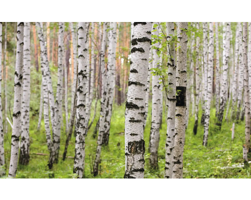 Papier peint panoramique intissé impression numérique 848359 Magic Walls Forêt de bouleaux vert 8 pces 424 x 265 cm
