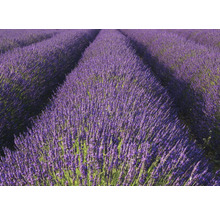 Champ de lavande avec des plantes de lavande en fleurs en rangées