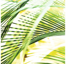 Nahaufnahme von grünen Palmwedeln