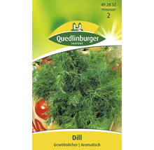 Dill 'Gewöhnlicher' Quedlinburger Kräutersamen