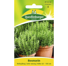 Rosmarin Quedlinburger Kräutersamen