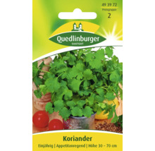 Koriander 'Thüringer' Quedlinburger Kräutersamen