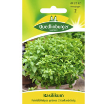 Paquet de graines de basilic Quedlinburger avec feuilles vertes
