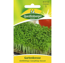 Gartenkresse 'Glattblättrige' Quedlinburger Gemüsesamen