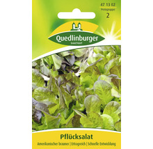 Pflücksalat Amerikanischer brauner Samenpackung von Quedlinburger Saatgut