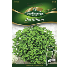Semences de fines herbes basilic 'Petit' Quedlinburger