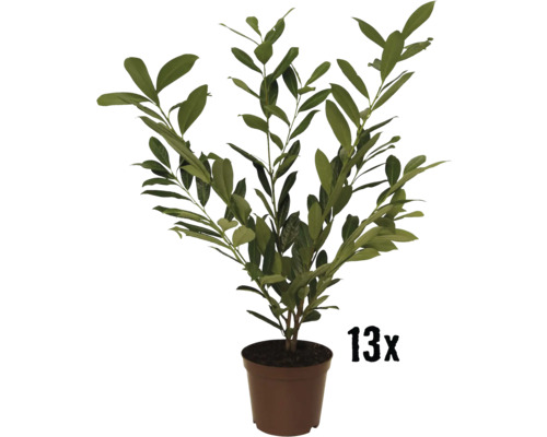 Laurier-cerise 'Caucasica' FloraSelf Prunus laurocerasus 'Caucasica' h 80-100 cm Co 10 l quantité minimale de commande 13 pces pour env. 5 m de haie Laurier-cerise 'Caucasica' FloraSelf Prunus laurocerasus 'Caucasica' h 80-100 cm Co 10 l quantité minimale de commande 13 pces pour env. 5 m de haie
