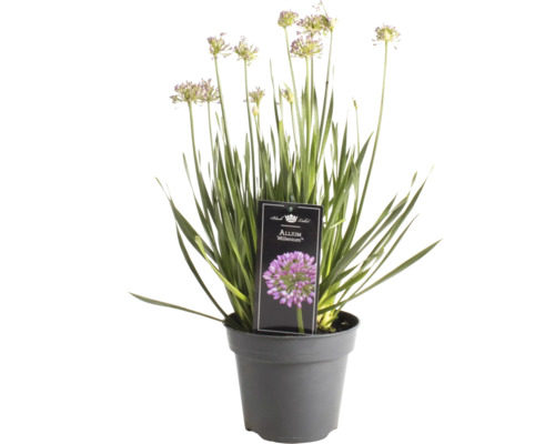 Allium Millenium en pot