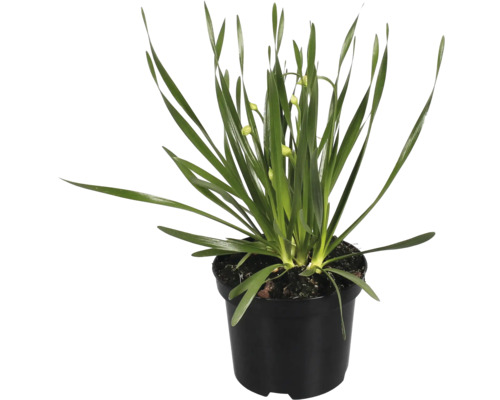 Étoile de Bethléem plante en pot