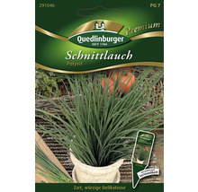 Paquet de graines de ciboulette de Quedlinburger