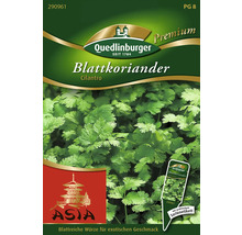 Koriander Blatt Cilantro Kräutersamen