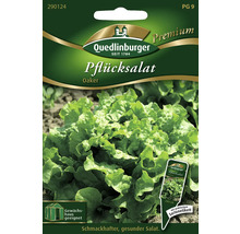 Pflücksalat 'Oaker' Quedlinburger Salatsamen