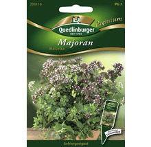Semences de fines herbes marjolaine 'Marcelka' Quedlinburger