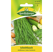 Schnittlauch 'Middleman' Quedlinburger Kräutersamen