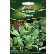 Spinat 'Emilia' Quedlinburger Gemüsesamen