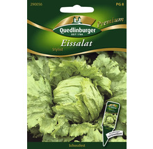 Salade iceberg 'Stylist' semences de salades Quedlinburger