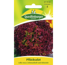 Pflücksalat Lollo rossa Saatgutpackung