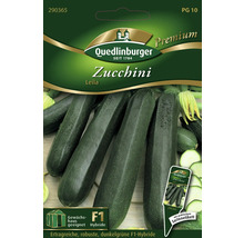 Zucchini Leila Quedlinburger Hybrid-Saatgut Gemüsesamen