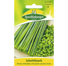 Ciboulette « Naomy » Quedlinburger semence de fines herbes