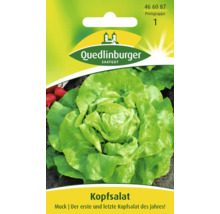 Kopfsalat Muck Saatgutpackung von Quedlinburger
