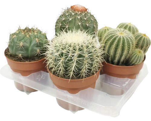 Mélange de cactus en boule FloraSelf Ø pot 15 cm
