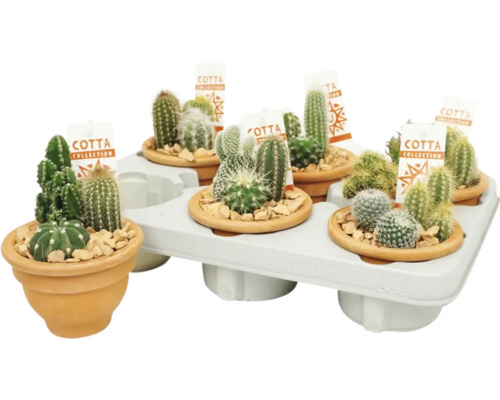 Cactus FloraSelf Ø coupelle 13 cm terracotta