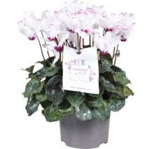 Topf-Zyklame mit weißen Blüten und Zieretikett in einem grauen Topf