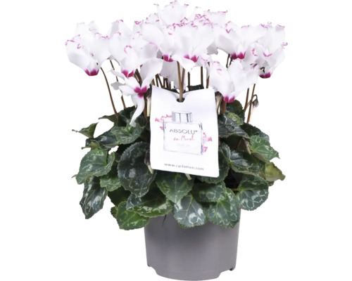 Cyclamen Persicum d'intérieur parfumé FloraSelf Cyclamen 'De Morel' H 20-25 cm Ø 12 cm pot