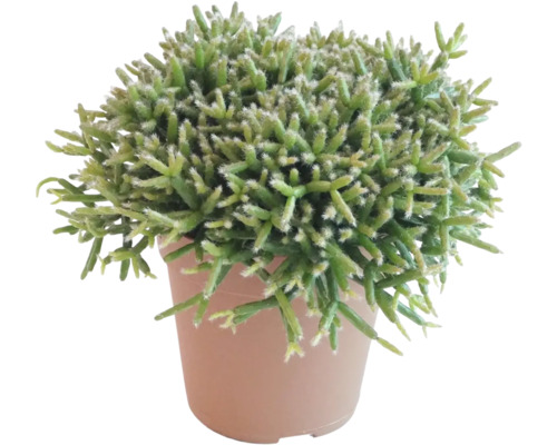 Rhipsalis, cactus corail FloraSelf Rhipsalis burchellii H env. 15 cm Ø 12 cm pot